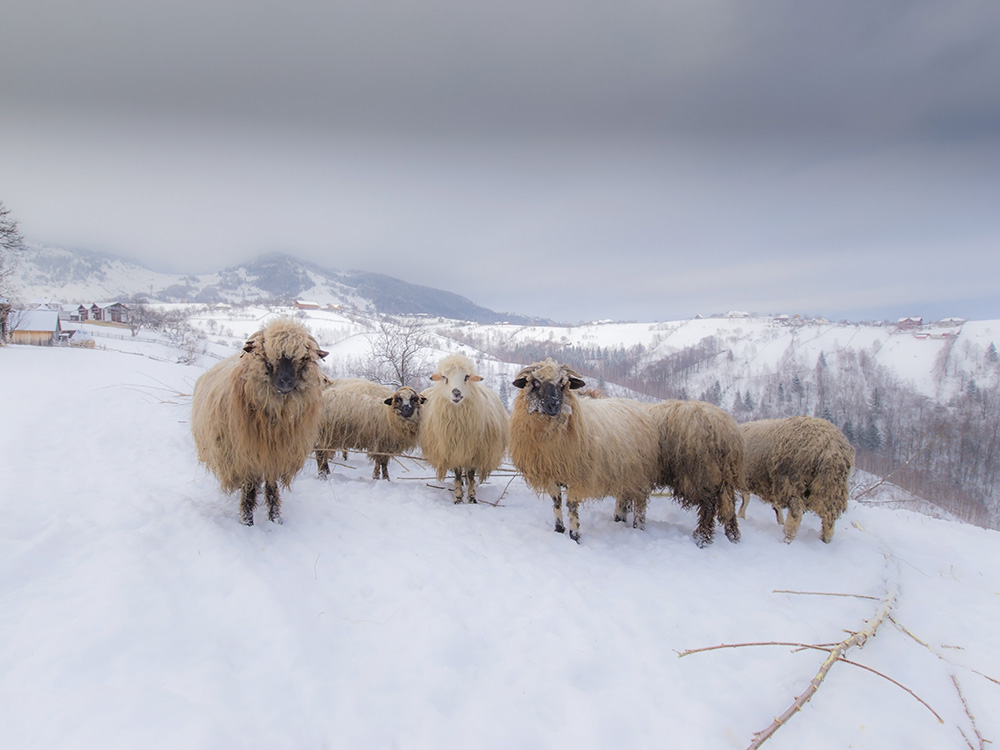 Merino Schafe im Schnee frieren nicht.