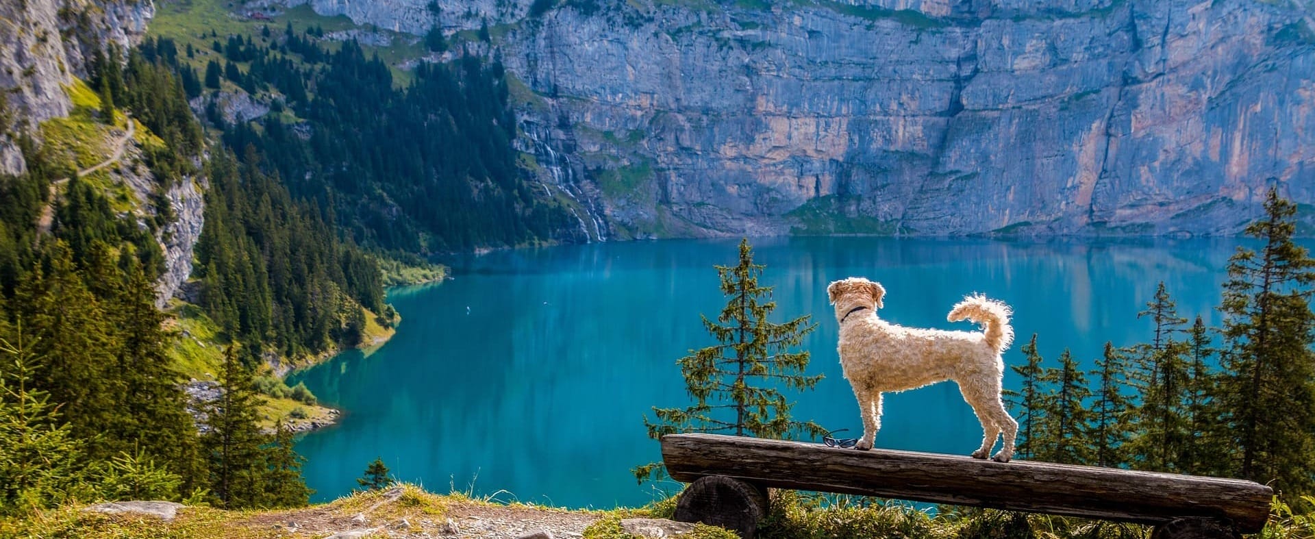 Hund steht auf einer Bank und schaut auf einen Bergsee