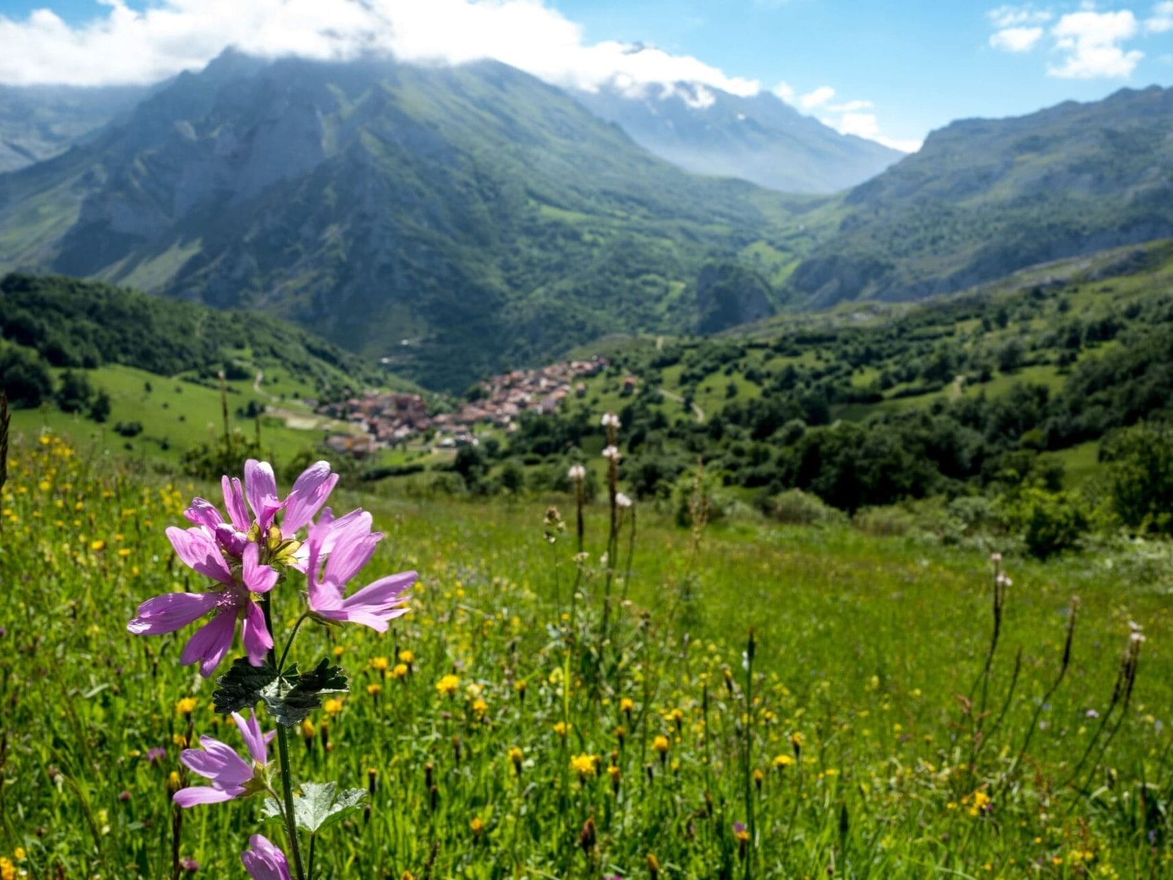 Bergwiese mit Blumen.