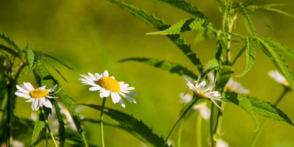 20230606_Hanf in Funktionsbekleidung_Titel