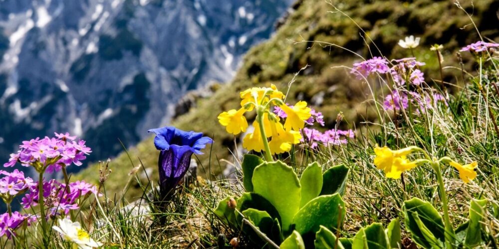Blumen in den Alpen