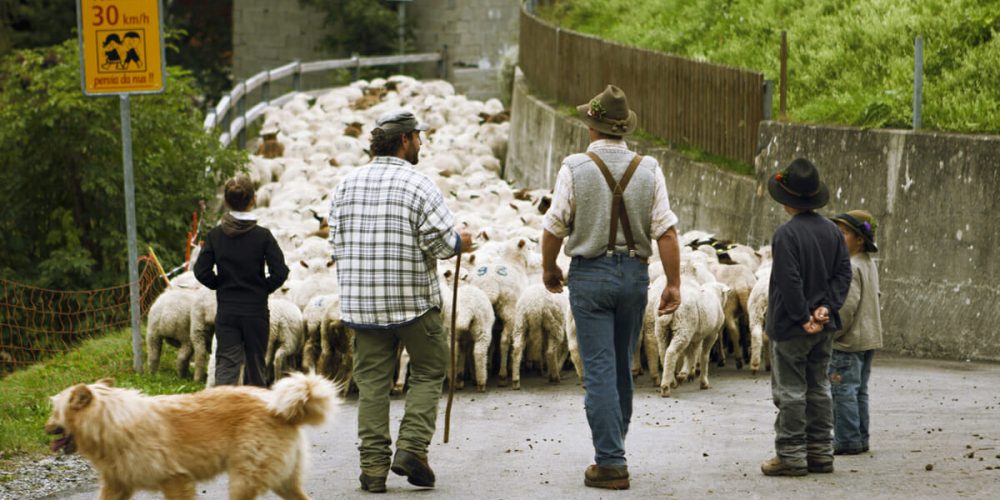 Schwafwolle wird in der Schweiz wieder attraktiv für Bauern