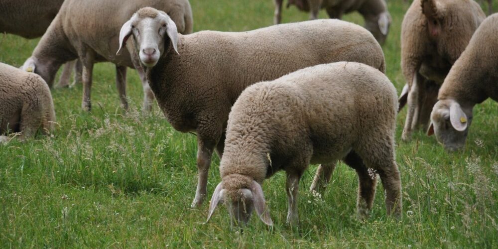 merino-land-sheep-g717e928fb_1920