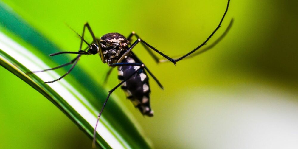 mosquito-geb5f08553_1920