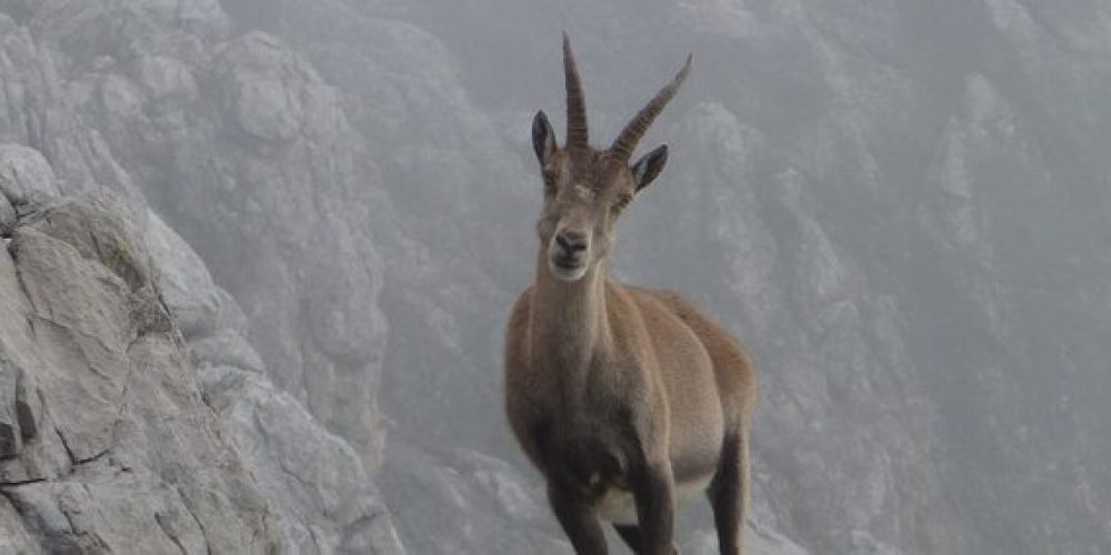steinbock
