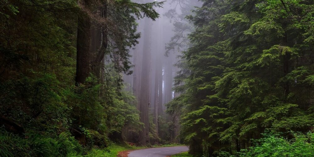 trees-g51265ae70_1920