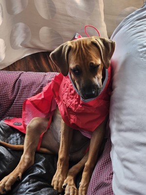Bild 1 von Petra Maria zu Hunter - Dog Coat Uppsala Rain - Hundemantel
