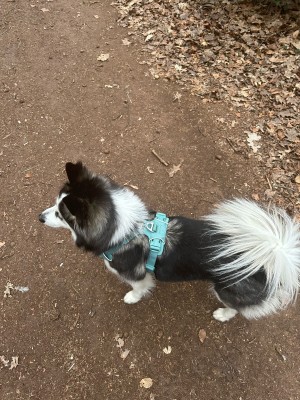 Bild 1 von Mandy zu Ruffwear - Front Range Harness - Hundegeschirr