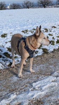 Bild 1 von Sabina zu Ruffwear - Front Range Harness - Hundegeschirr