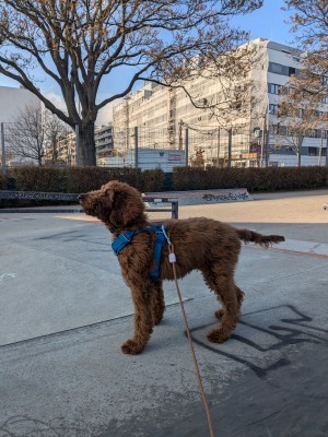 Bild 1 von Anna zu Ruffwear - Front Range Harness - Hundegeschirr