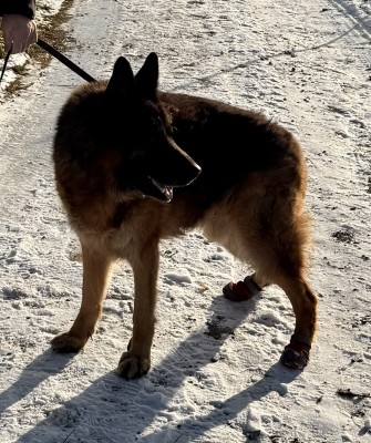 Bild 1 von Claudia zu Ruffwear - Grip Trex - Hundeschuhe