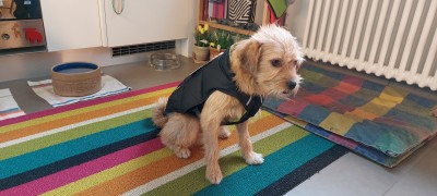 Bild 1 von Thomas zu Ruffwear - Quinzee Insulated Jacket - Hundemantel