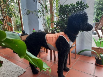 Bild 1 von Angelika zu Ruffwear - Swamp Cooler Zip Vest - Hundemantel