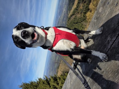 Bild 1 von Max zu Ruffwear - Web Master Harness - Hundegeschirr