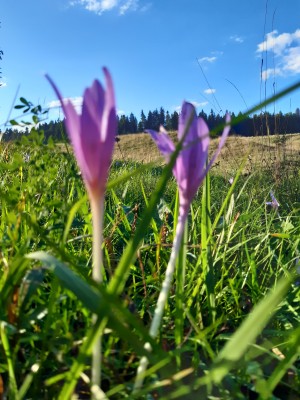 Bild 1 von Daniela zu Smartwool - Women's Run Zero Cushion Ankle - Laufsocken