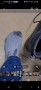 Bild 2 von karl zu Lowa - Taurus Pro GTX Mid - Wanderschuhe